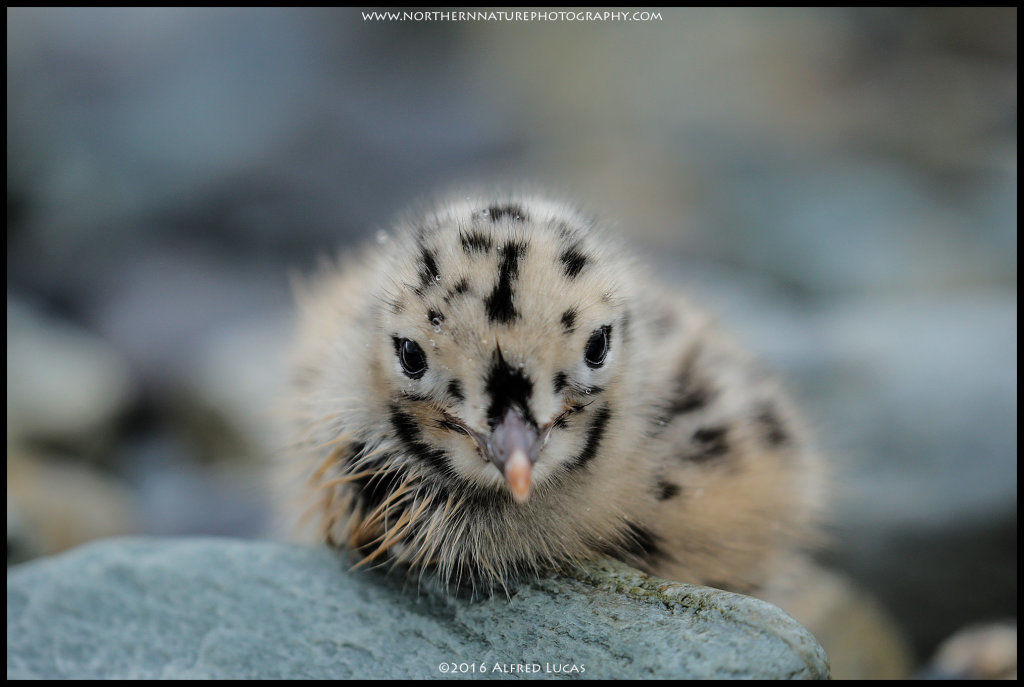 Gull #3