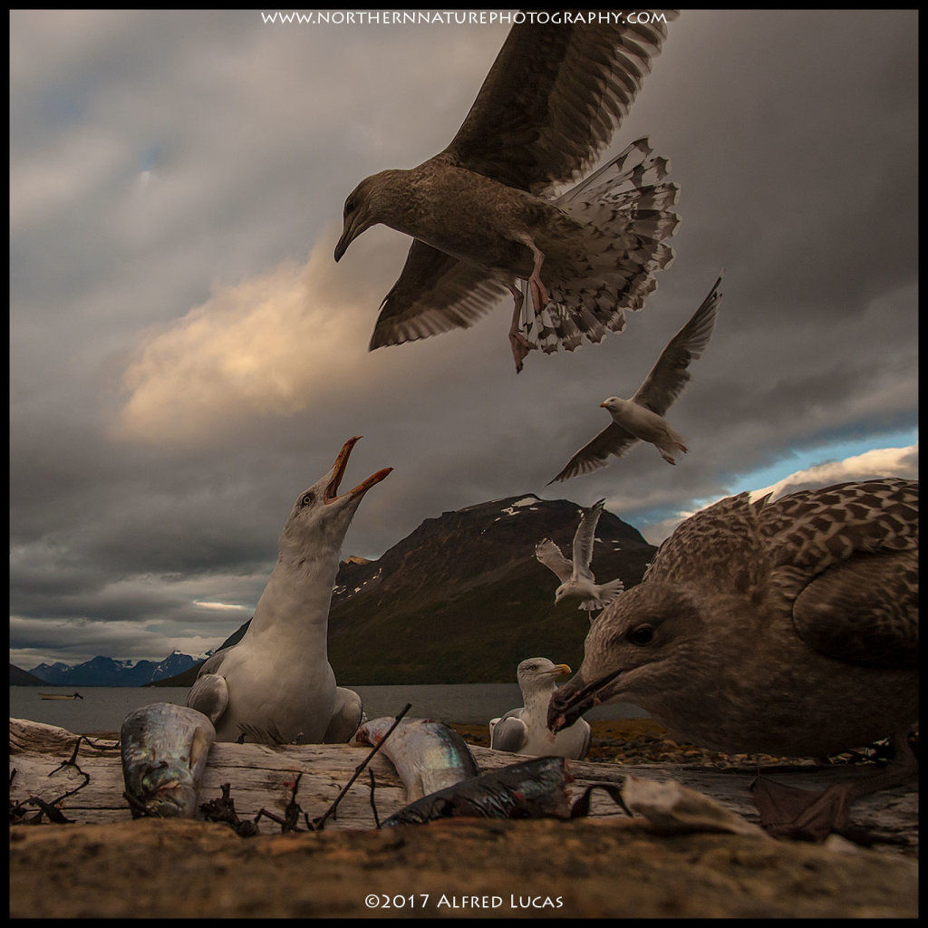 Gull #4