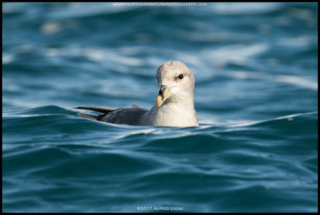 Northern Fulmar #1