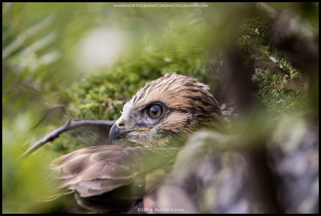 Hawk #1