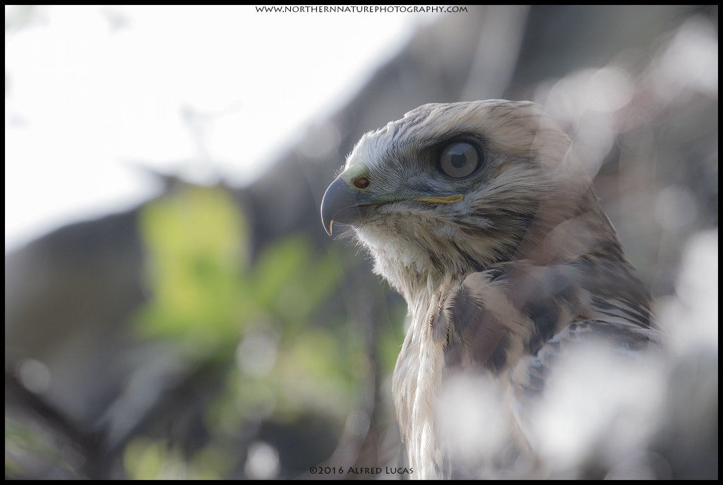 Hawk #2