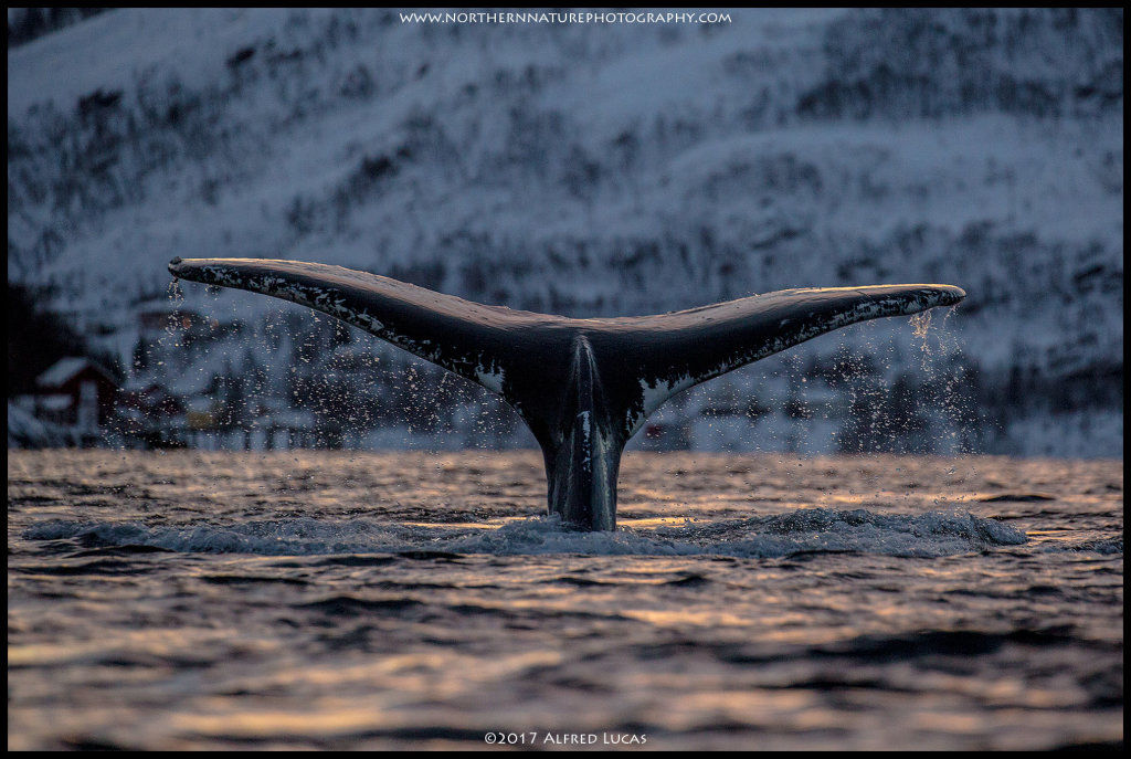 Humpback #1