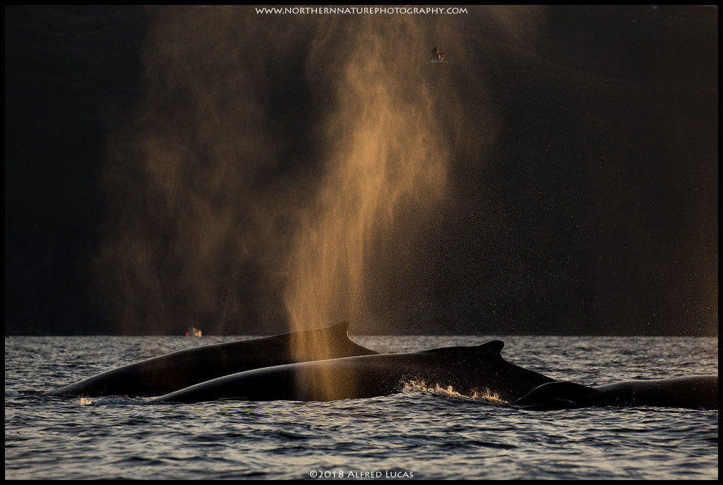 Humpback #10