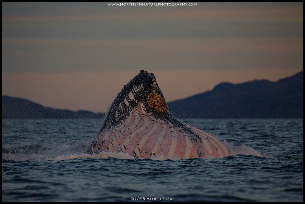 Humpback #11