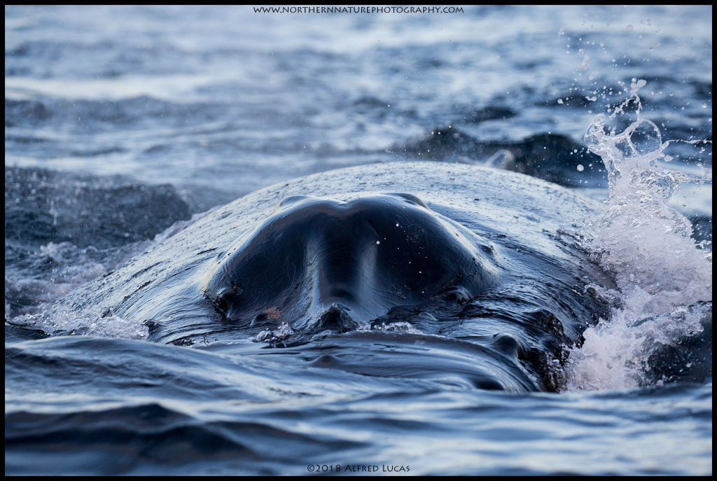 Humpback #12