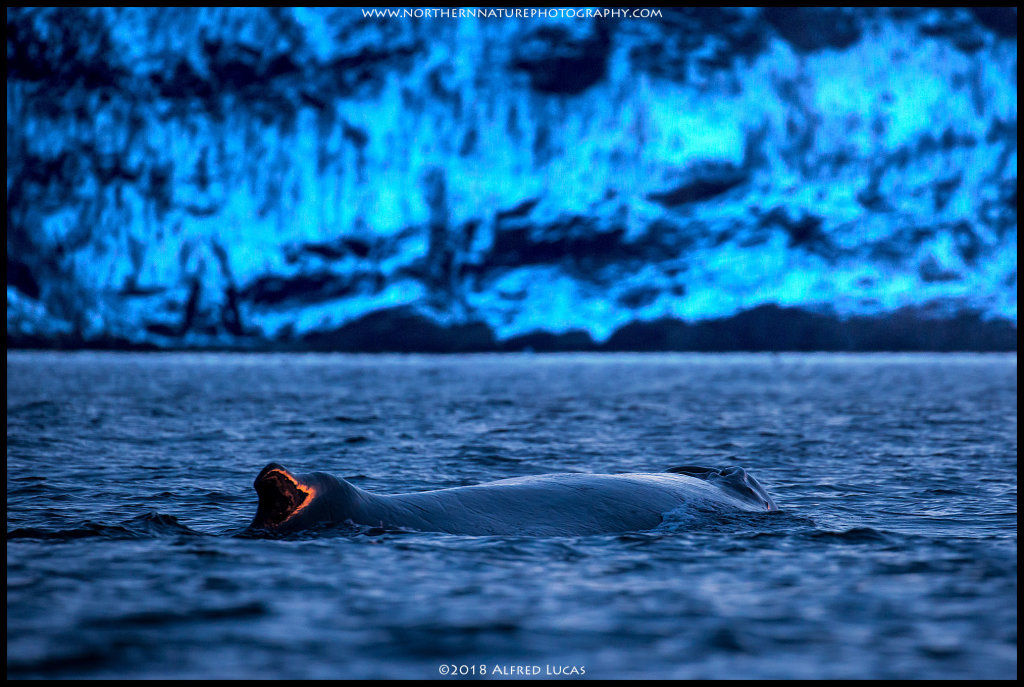 Humpback #13
