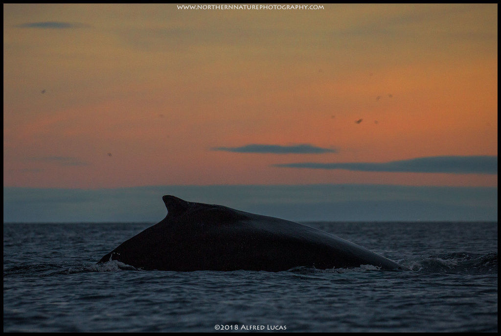 Humpback #15