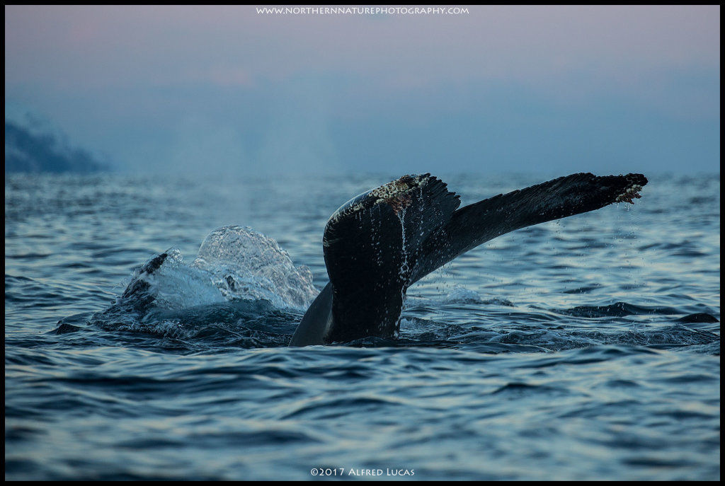 Humpback #16