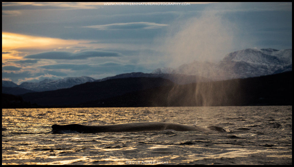 Humpback #17
