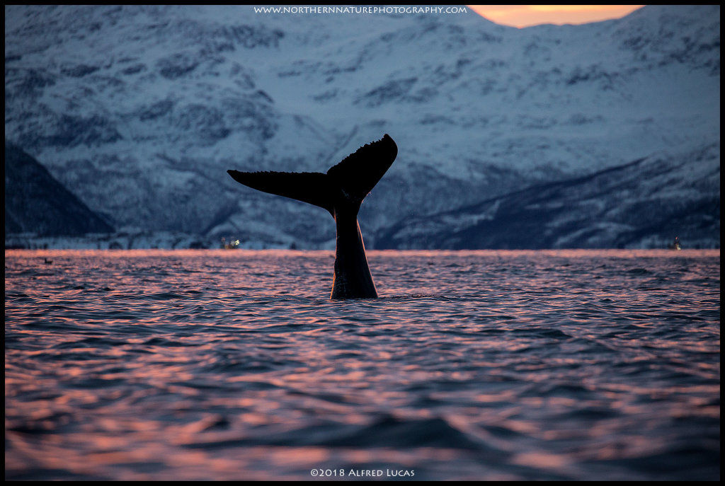 Humpback #18
