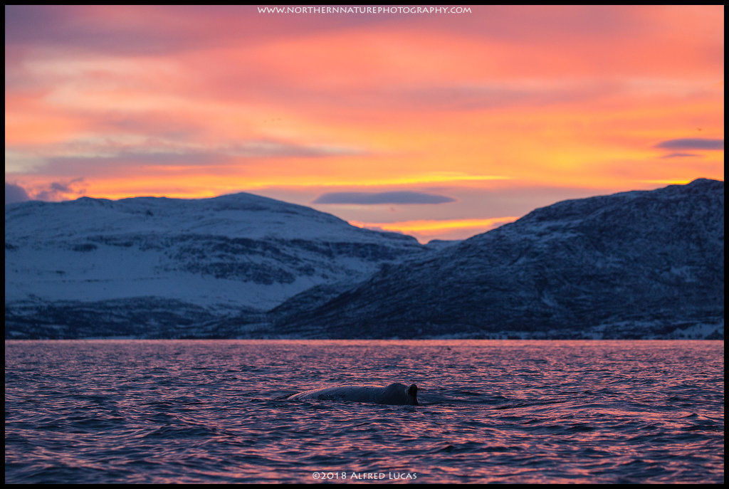 Humpback #19