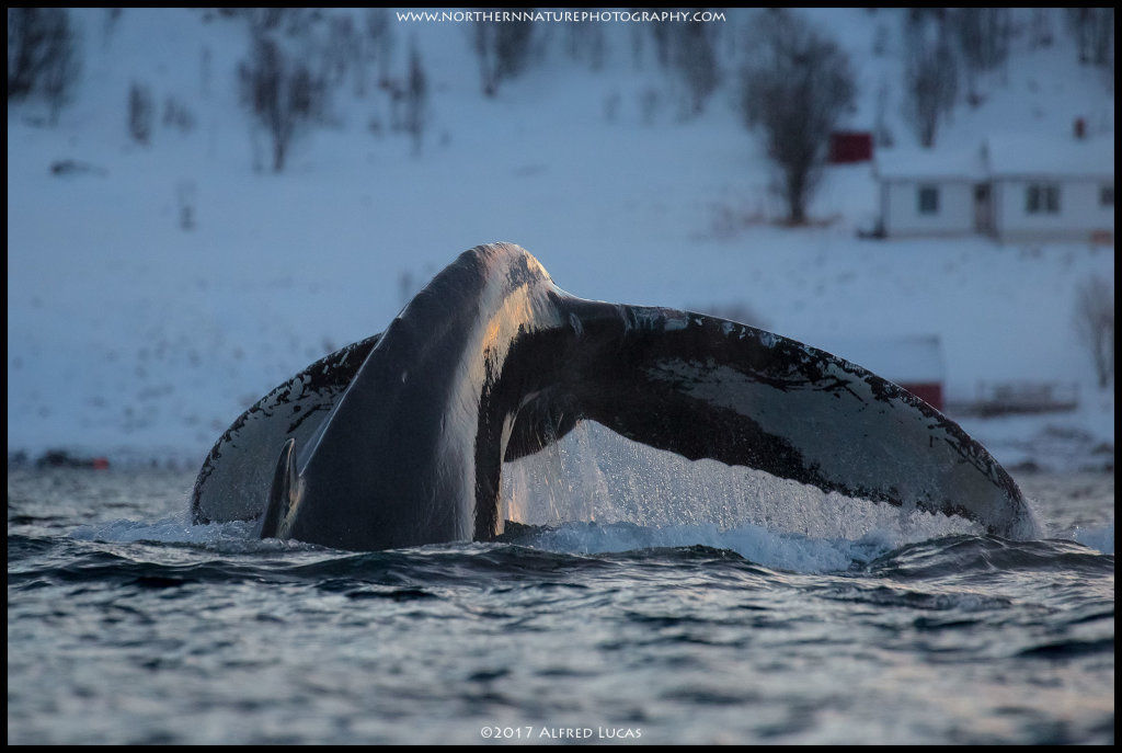 Humpback #2