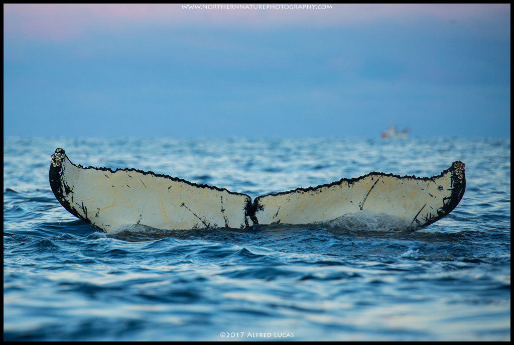 Humpback #20