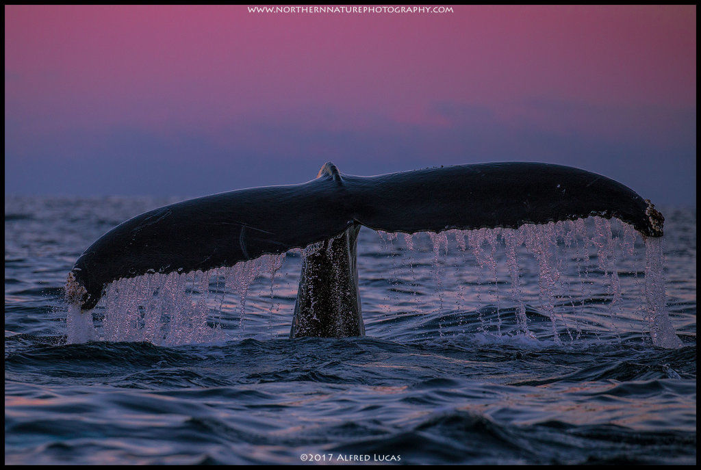 Humpback #3