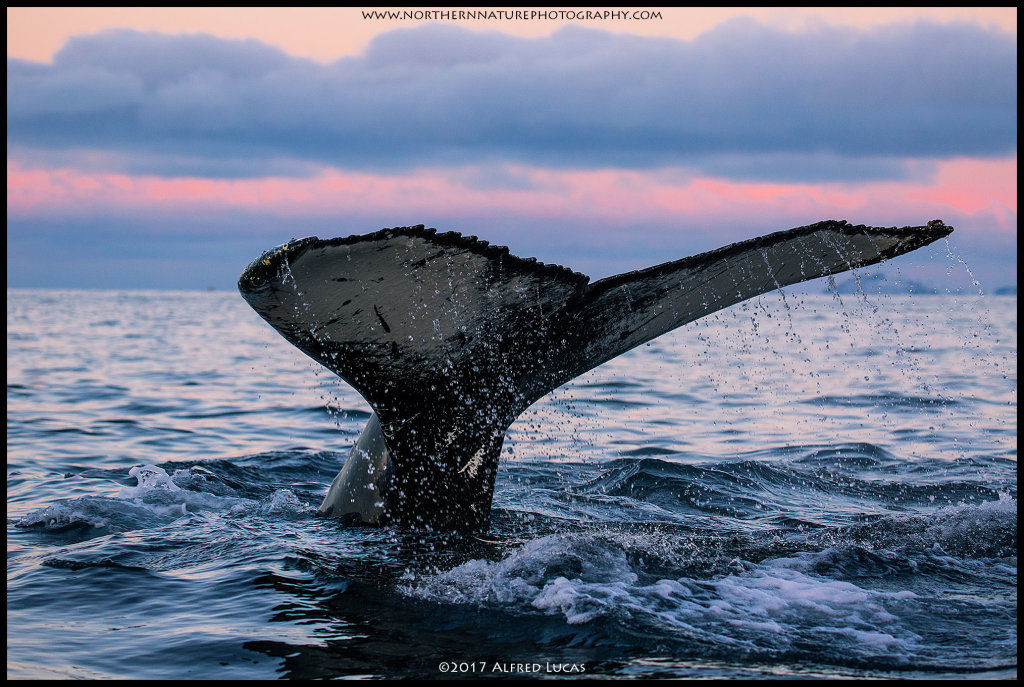 Humpback #4