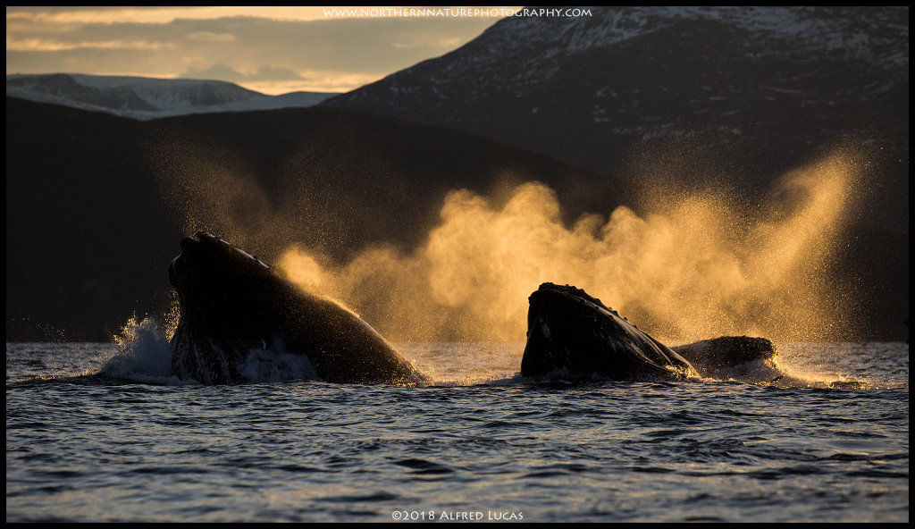 Humpback whale #5