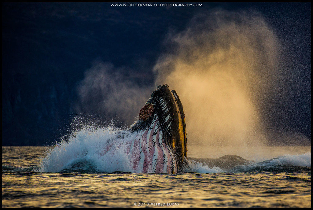 Humpback #6