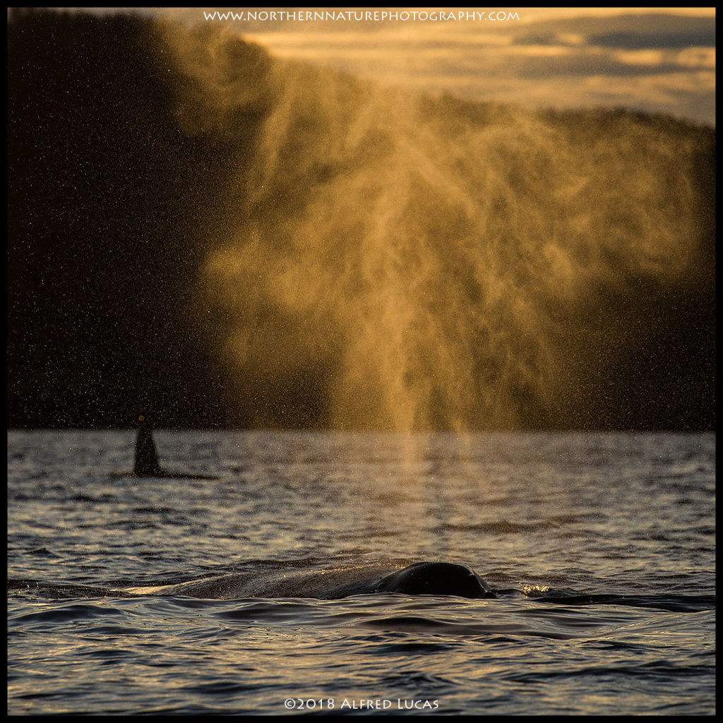 Humpback #7