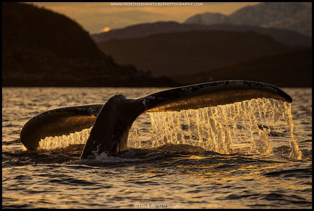 Humpback #8