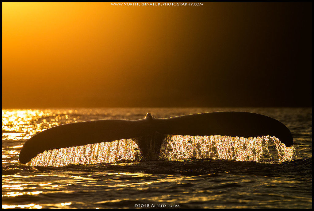 Humpback #9