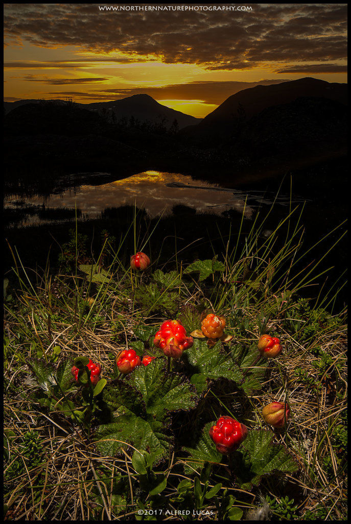 Landscape #9