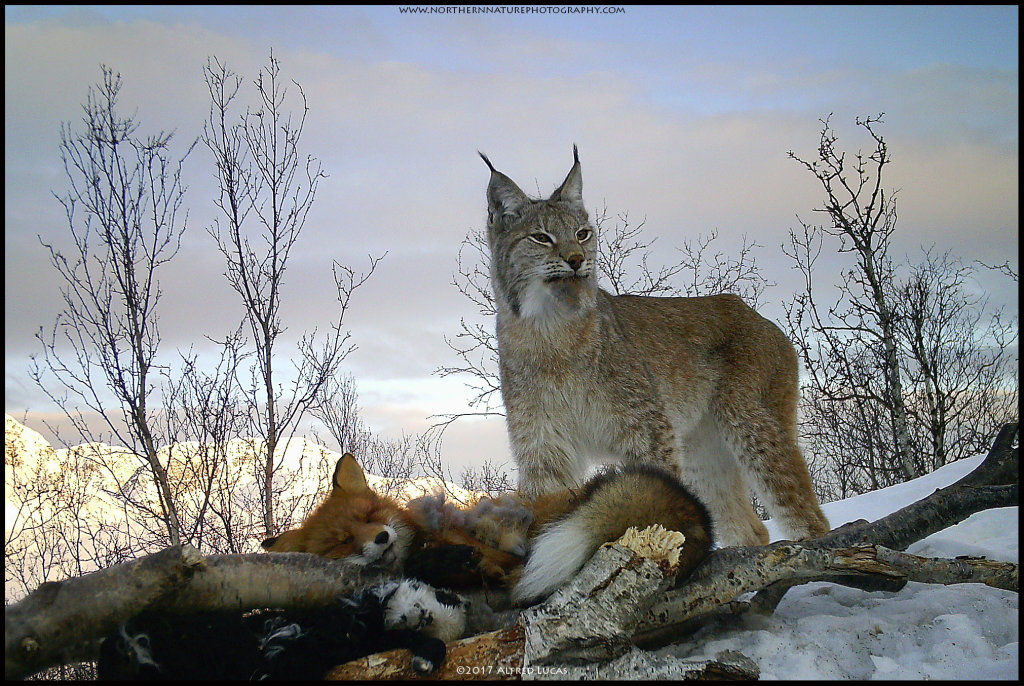 Lynx #1