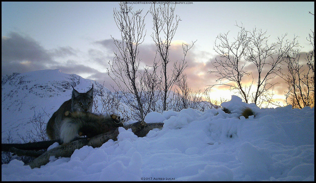 Lynx #2