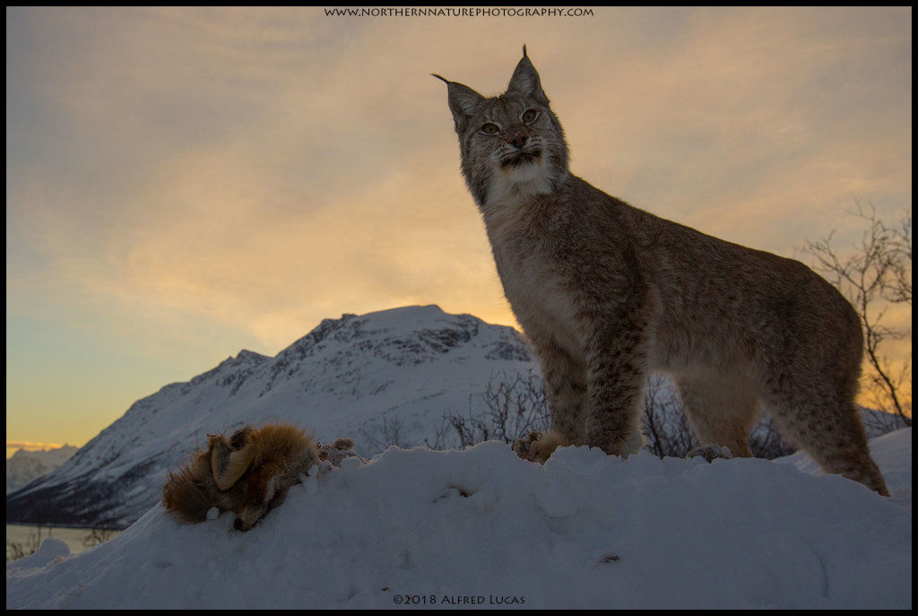 Lynx #3