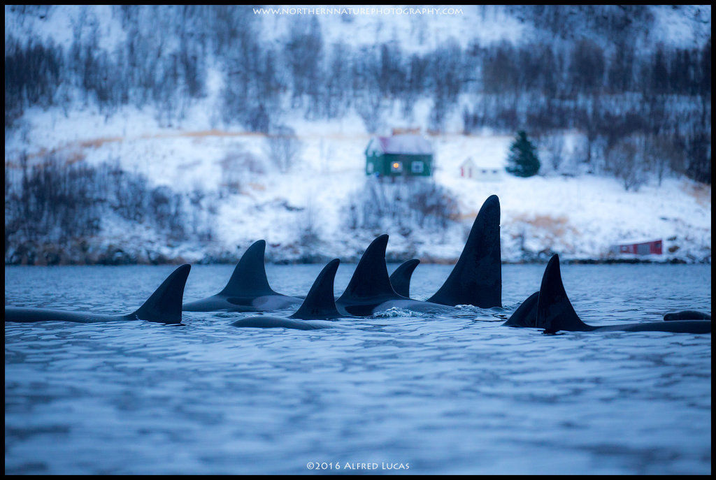 Orca #1