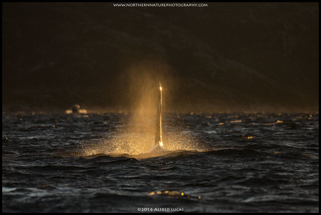 Orca #3