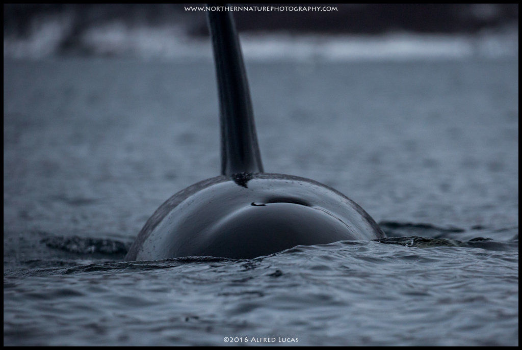 Orca #4