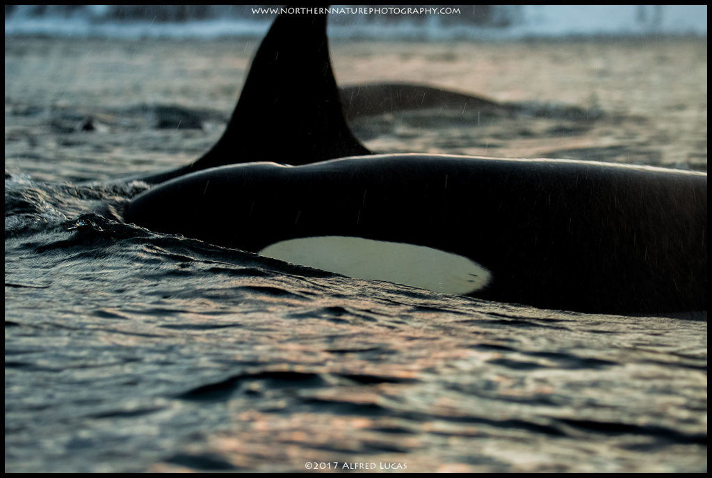 Orca #5