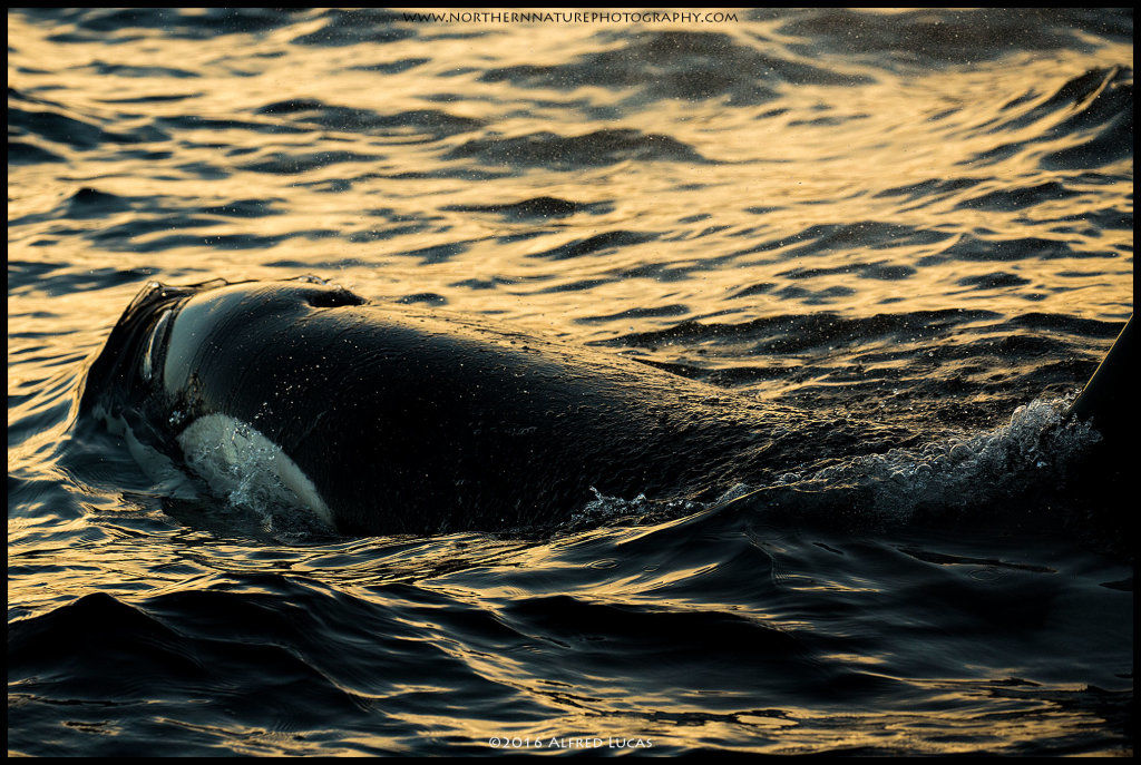 Orca #6