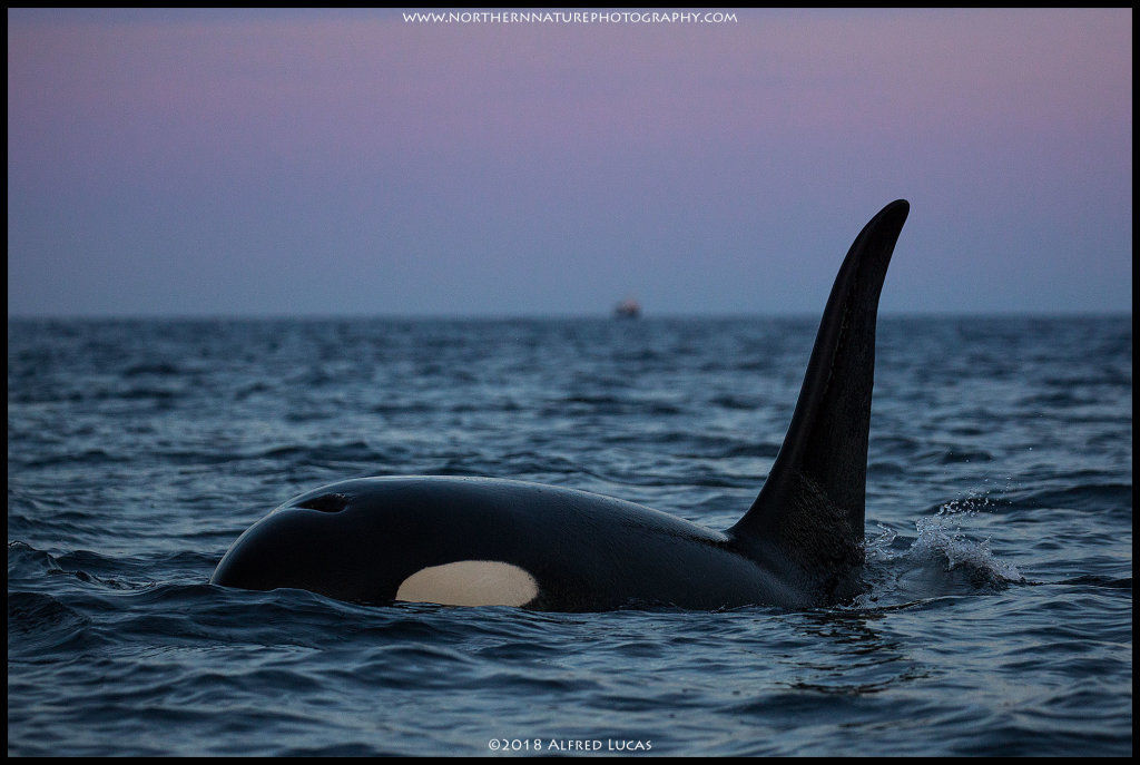 Orca#8