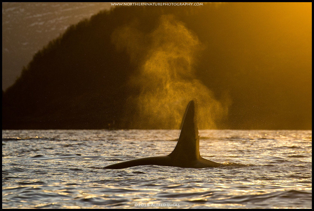 Orca #9