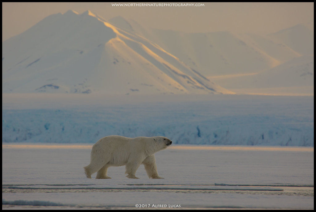 Polar Bear #1