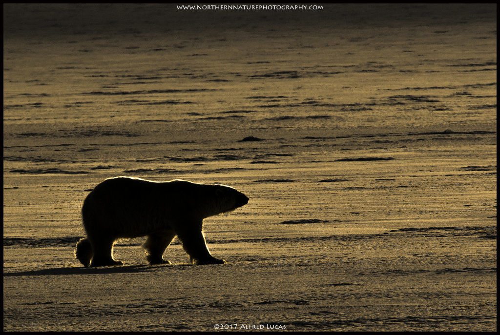 Polar Bear #2