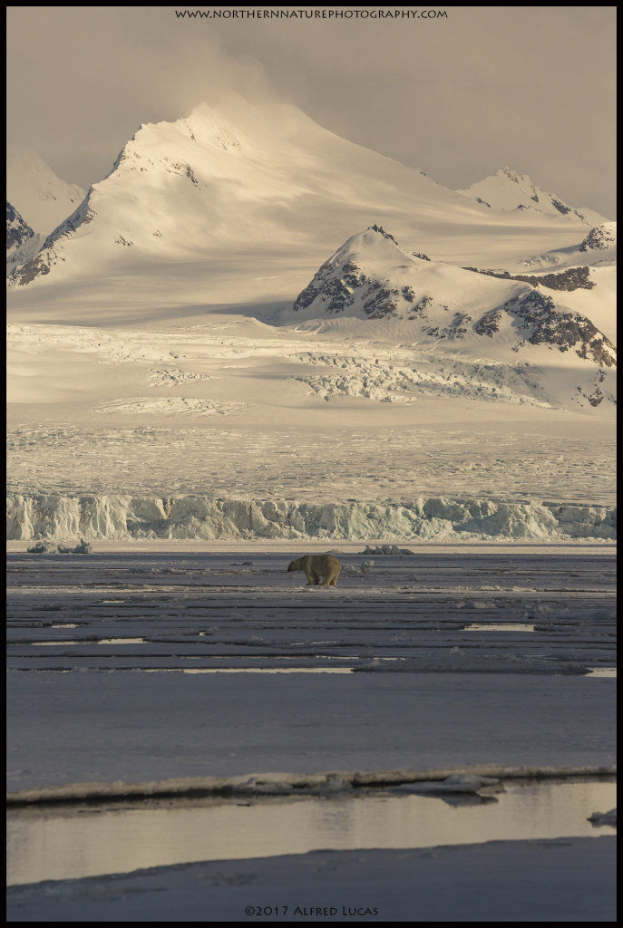 Polar Bear #3