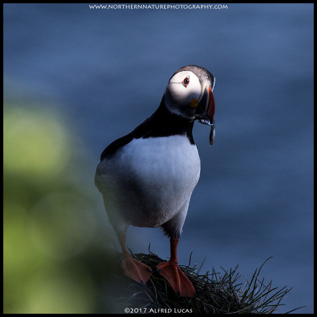 Puffin #1