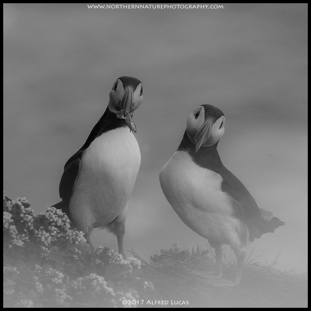 Puffin #2