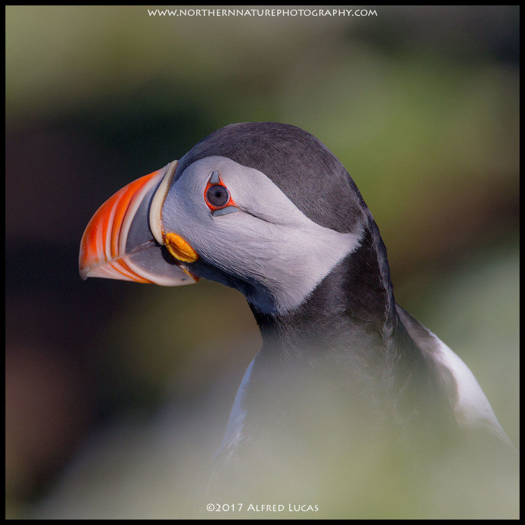 Puffin #4