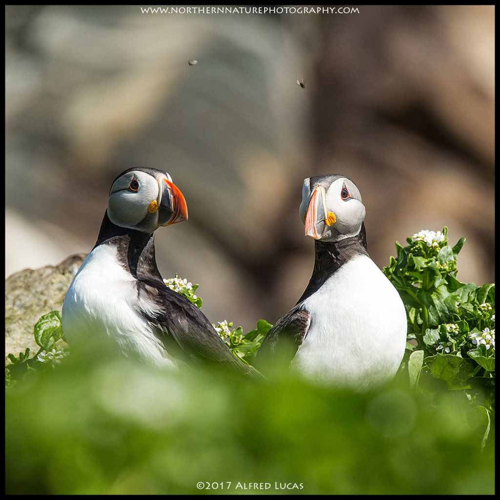 Puffin #5