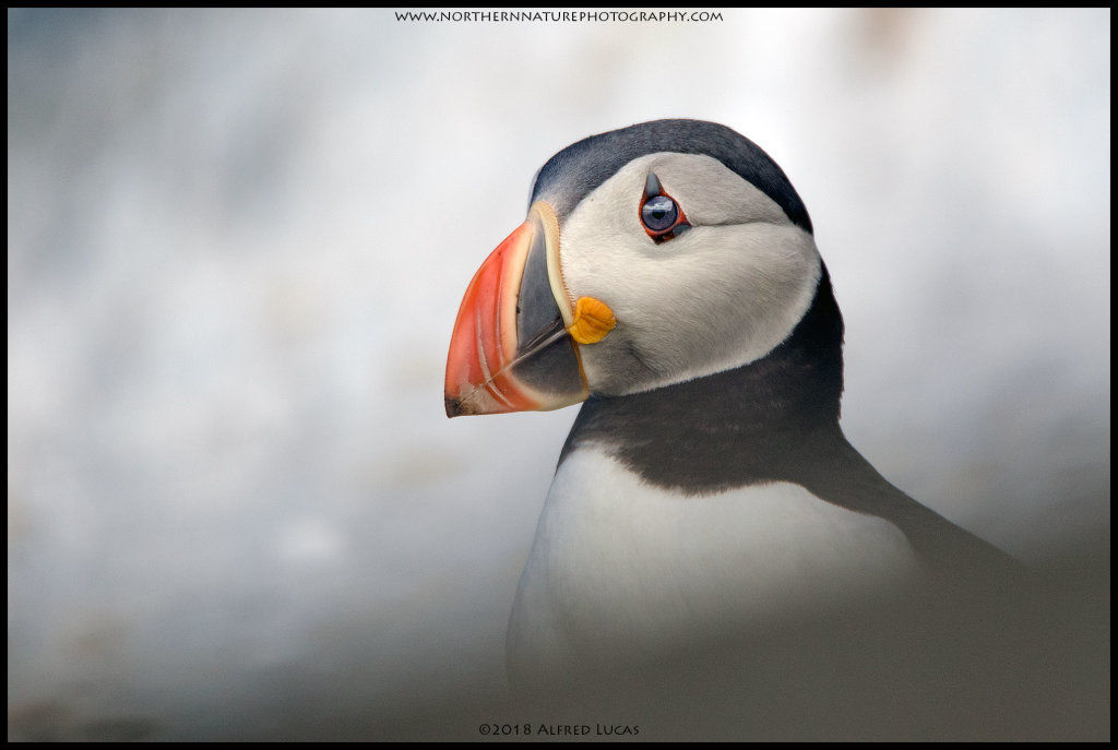 Puffin #6