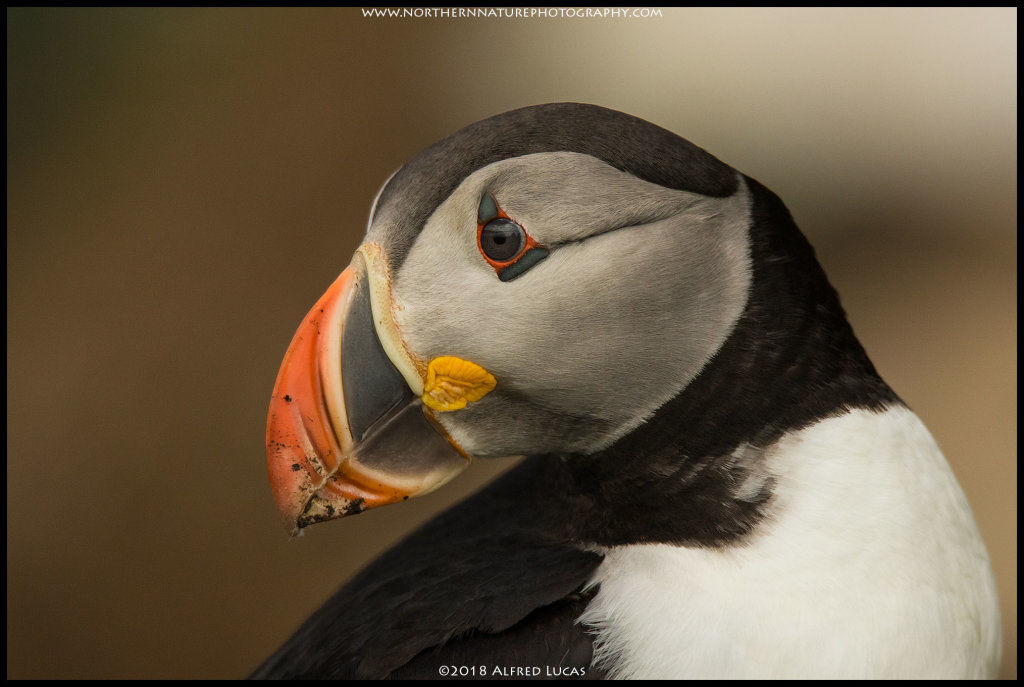 Puffin #7