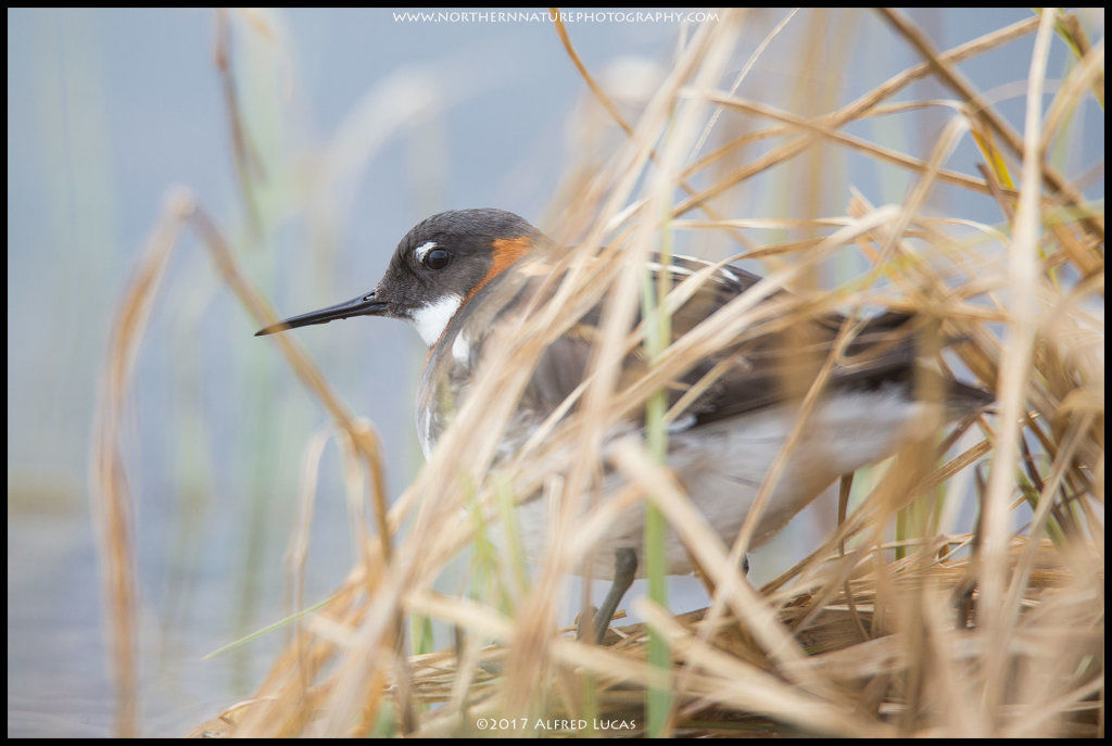 Red-necked Phalarope #1