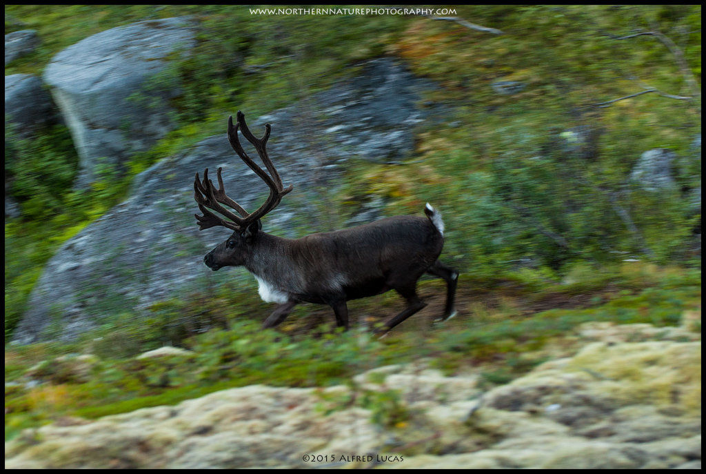 Reindeer #1
