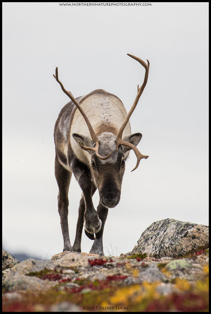 Reindeer #2