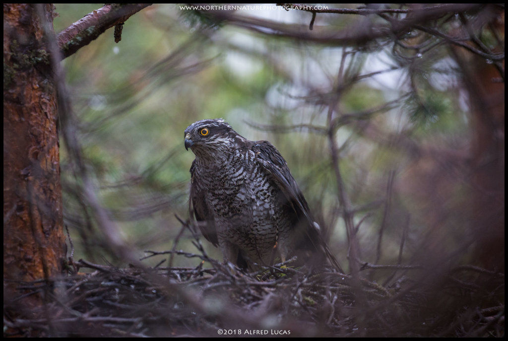 Sparrow hawk #1