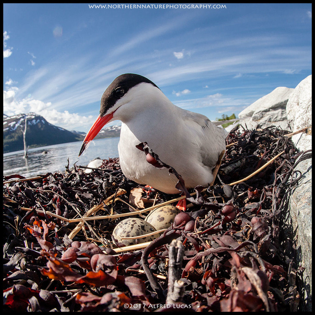Tern #2