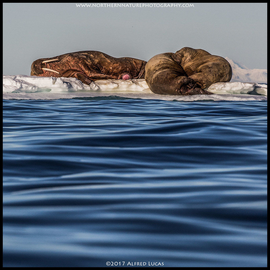 Walrus #10